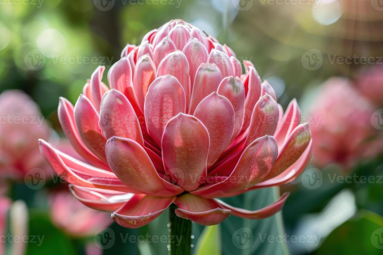 Beautiful pink lotus flower blooming in a lush garden during sunny daylight photo