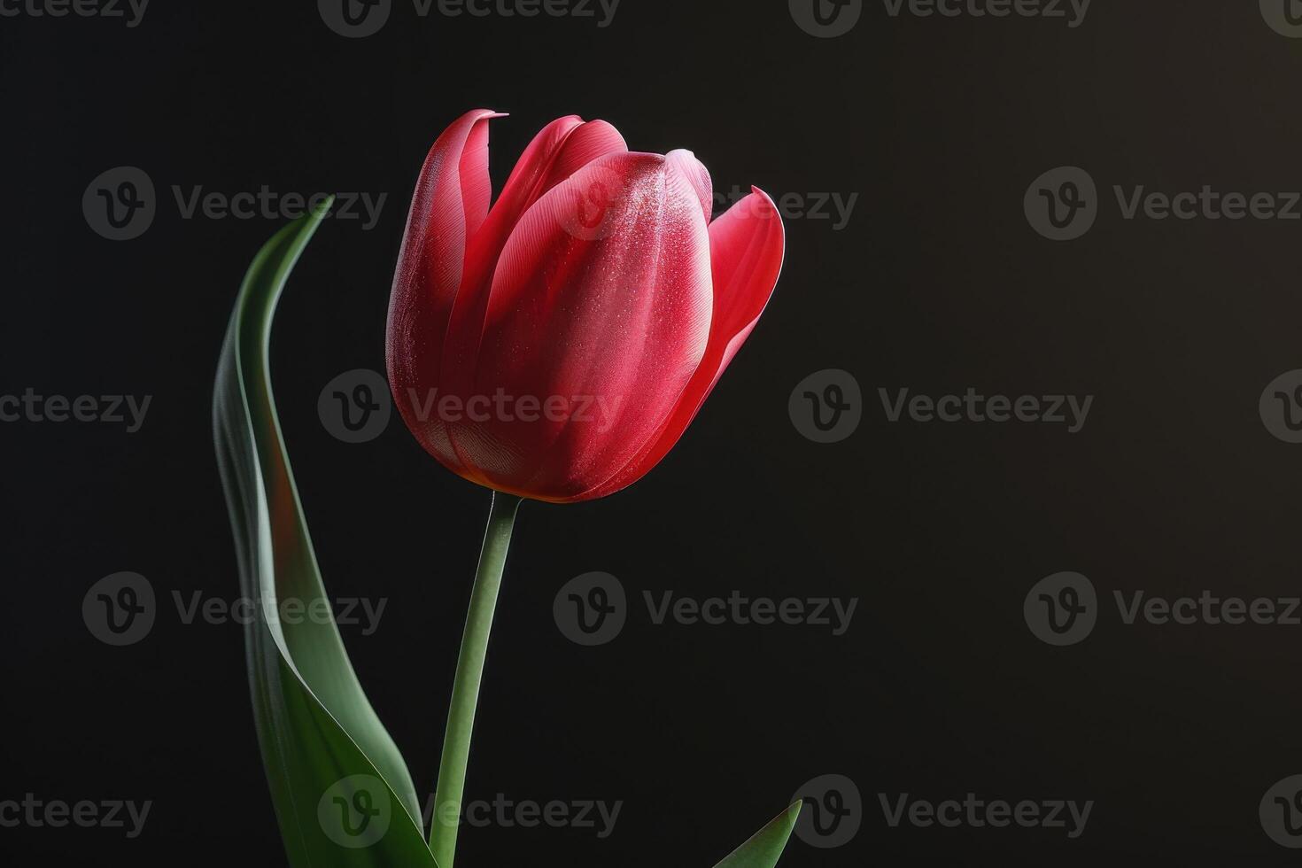 A delicate red tulip stands tall against a dark backdrop in perfect bloom photo