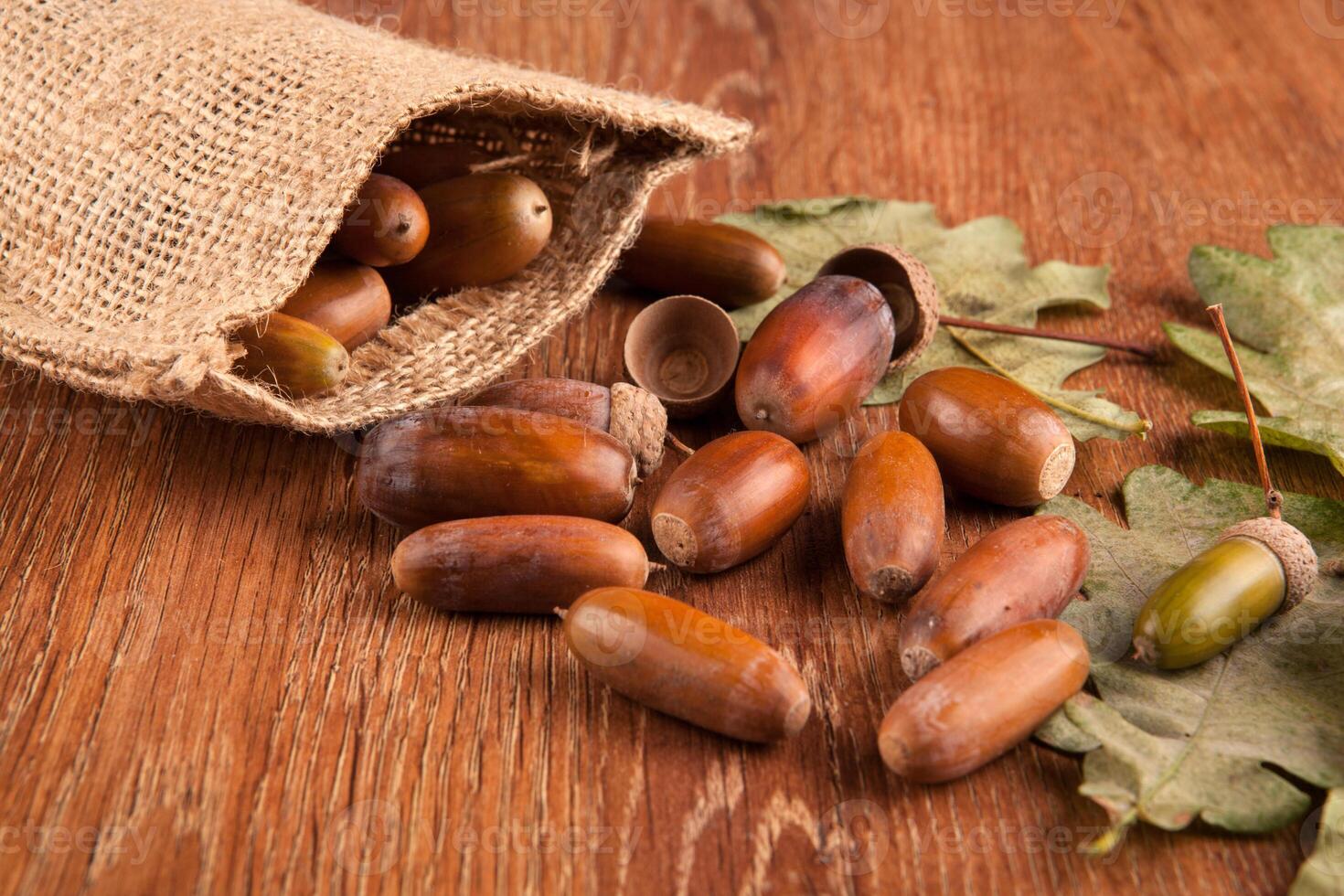 Ripe oak acorns on a wooden background and a small bag still life photo
