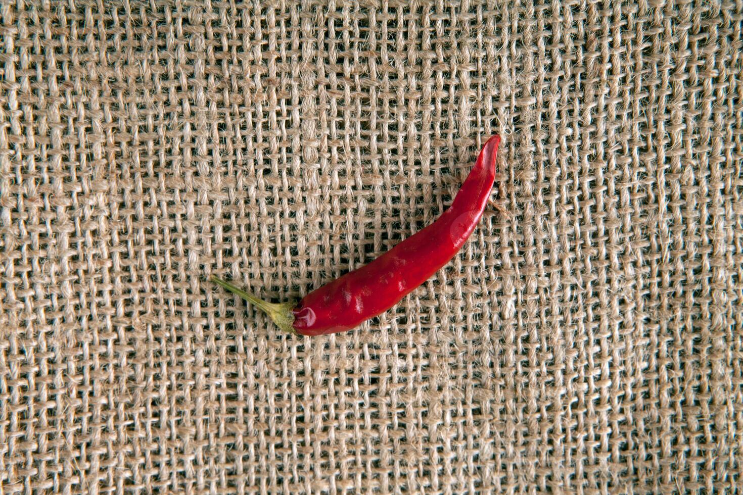 the one fruit of red fresh chilli pepper on the background of the bag photo