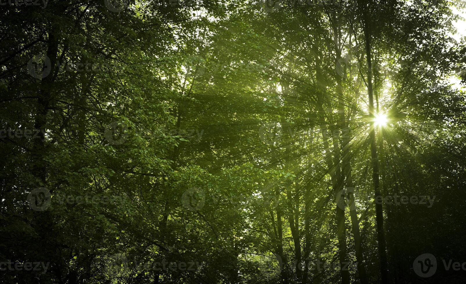 sunny summer thick deciduous forest photo