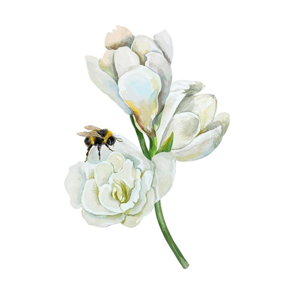 White freesia watercolor. A branch with flowers and a sitting bumblebee. illustration. For designing greeting cards, wedding invitations, large holiday banners and posters. vector