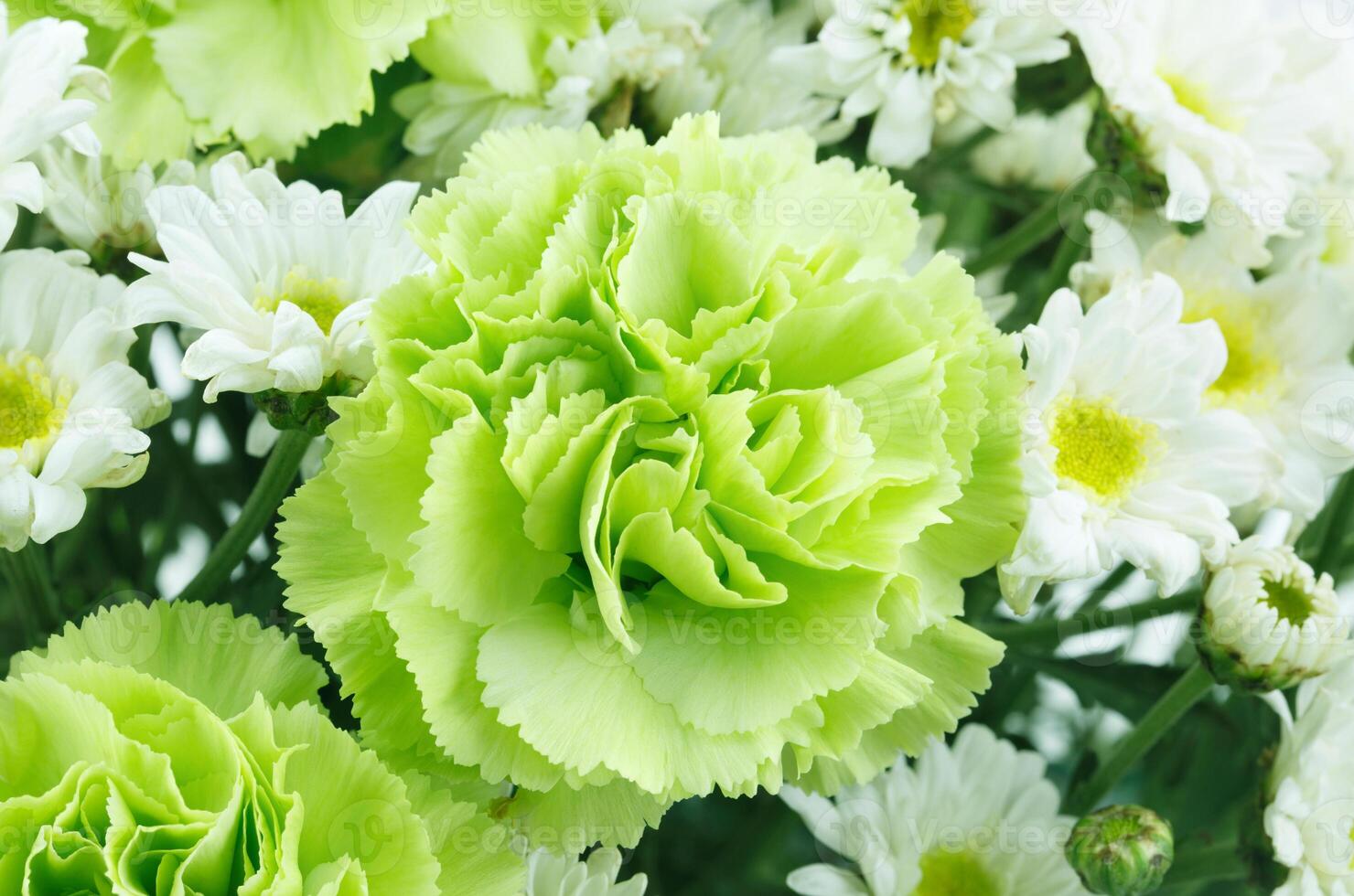 white and green flowers background photo