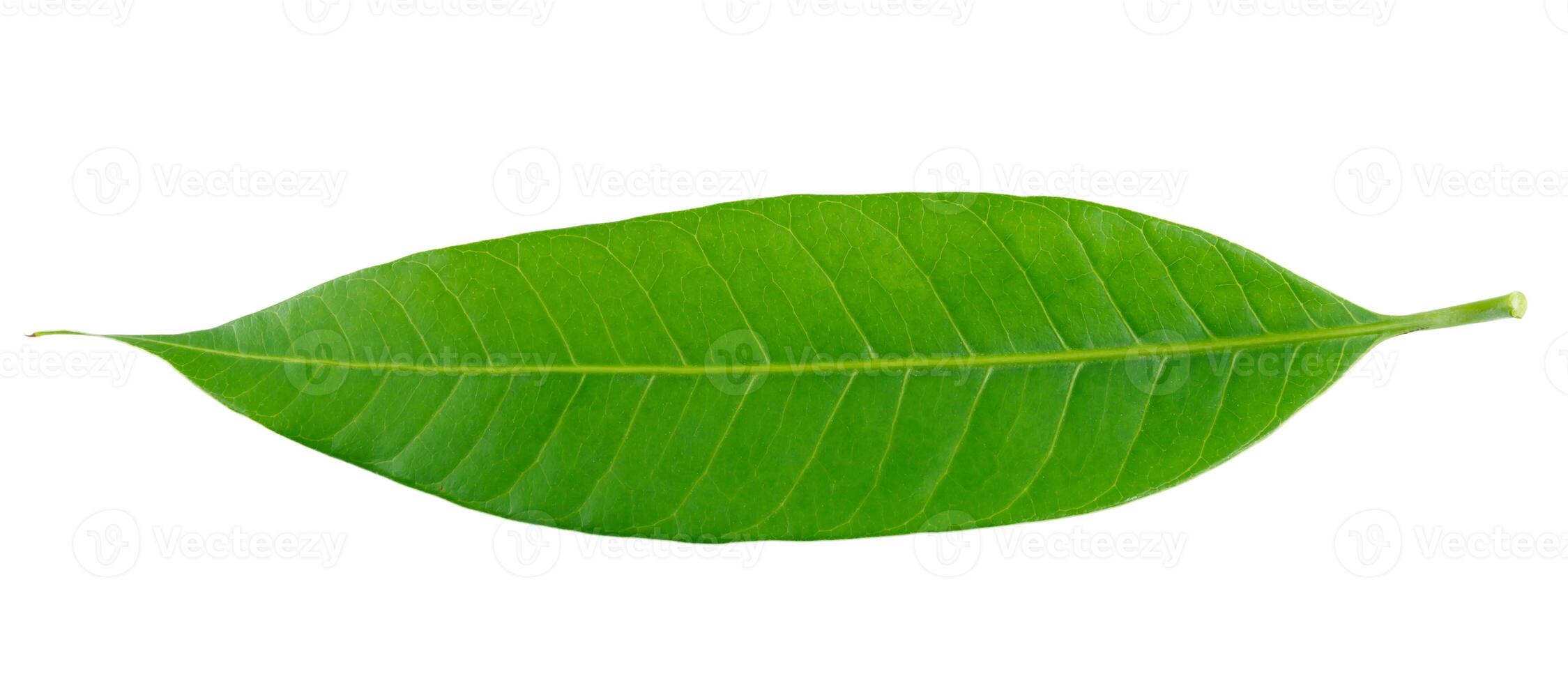 Green mango leaf isolated on white background photo