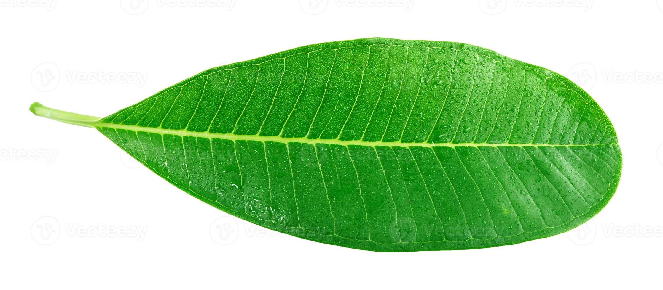 green Leaf with water droplets photo