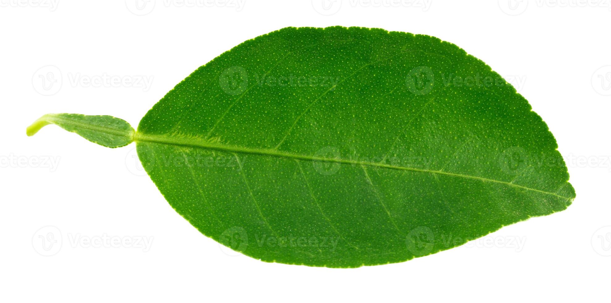 Citrus leaves isolated on a white background. photo