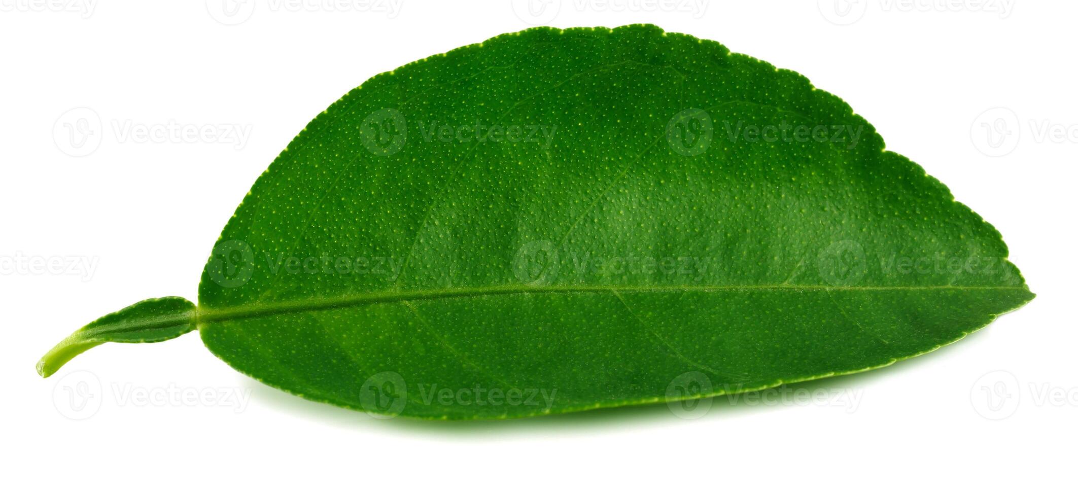 Citrus leaves isolated on a white background. photo
