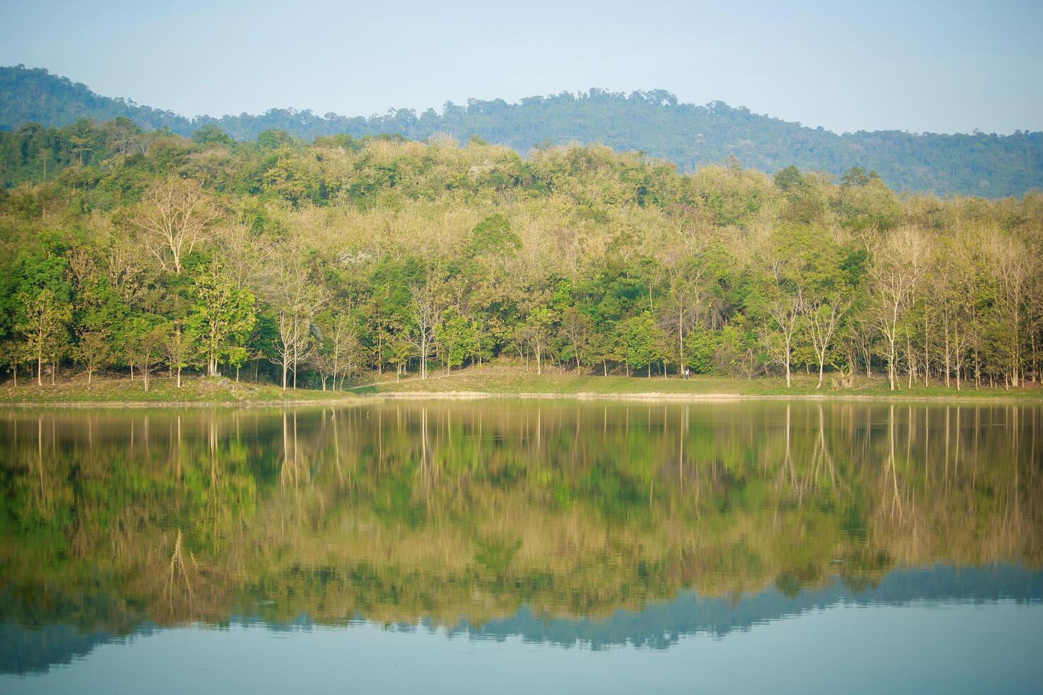 tree in summer forest with water reflection. photo
