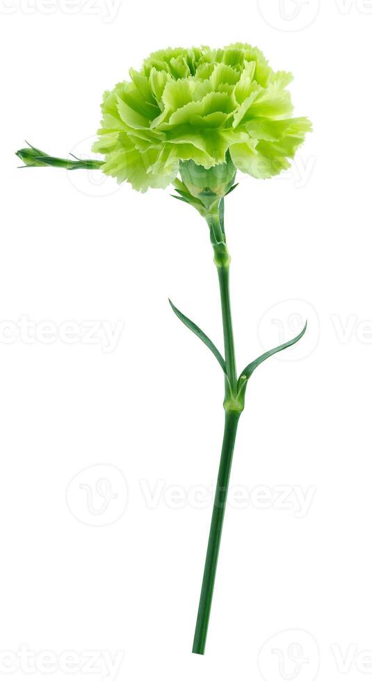 Green carnation isolated on white background photo