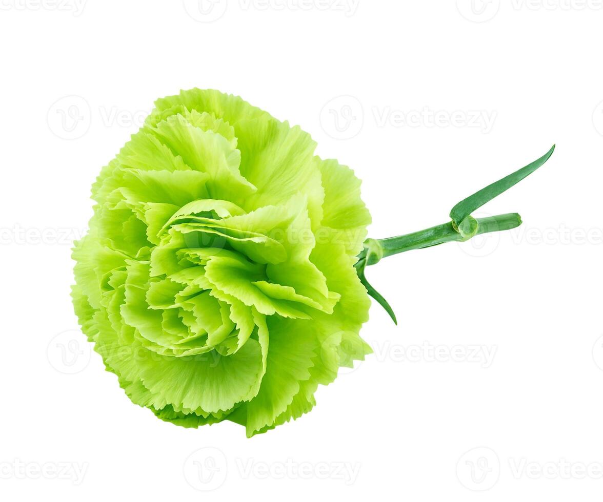 Green carnation isolated on white background photo