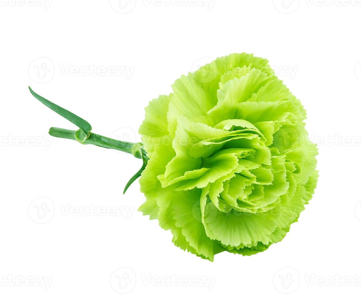 Green carnation isolated on white background photo
