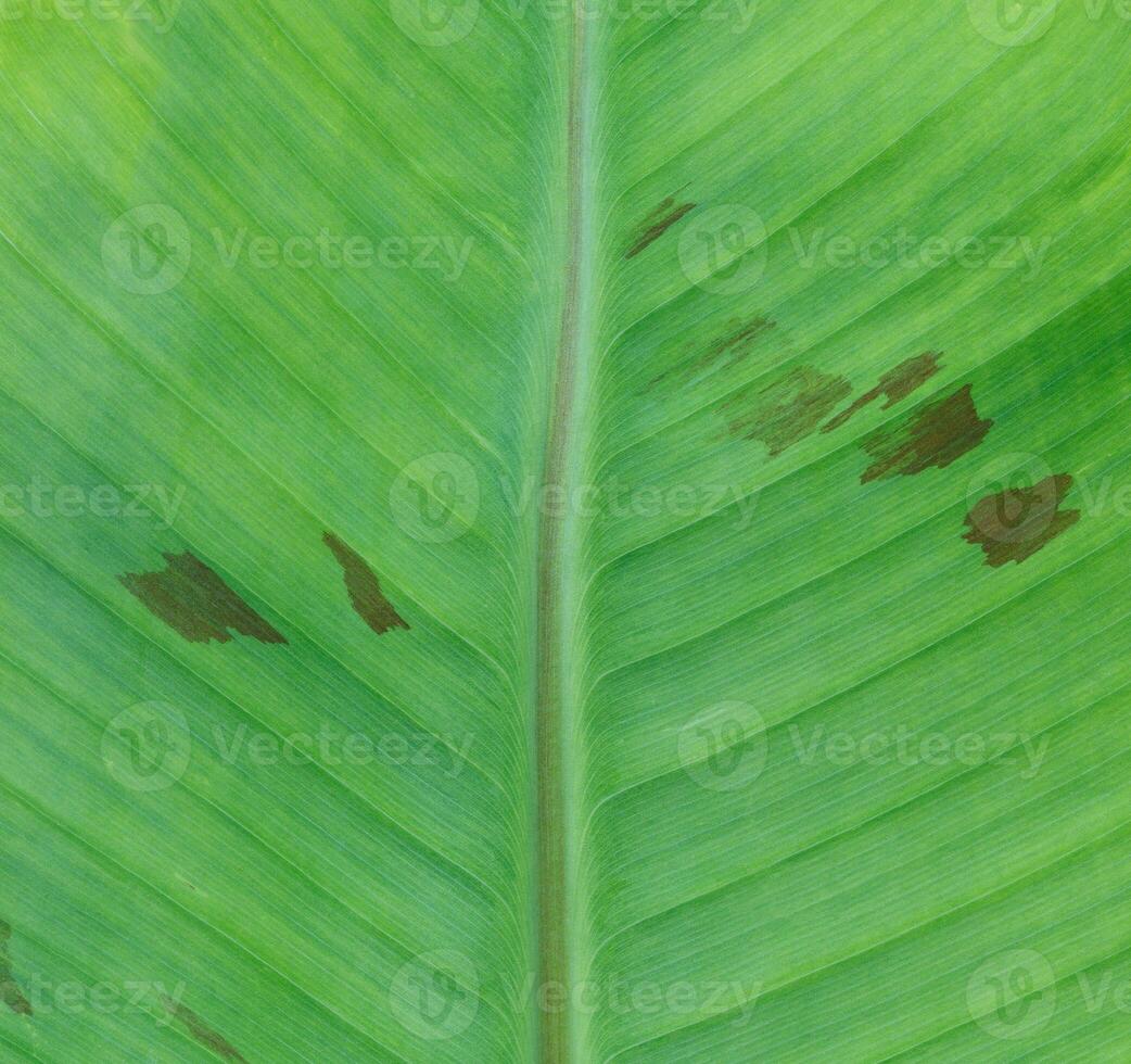 closeup of banana leaf texture, green and fresh, in a park photo