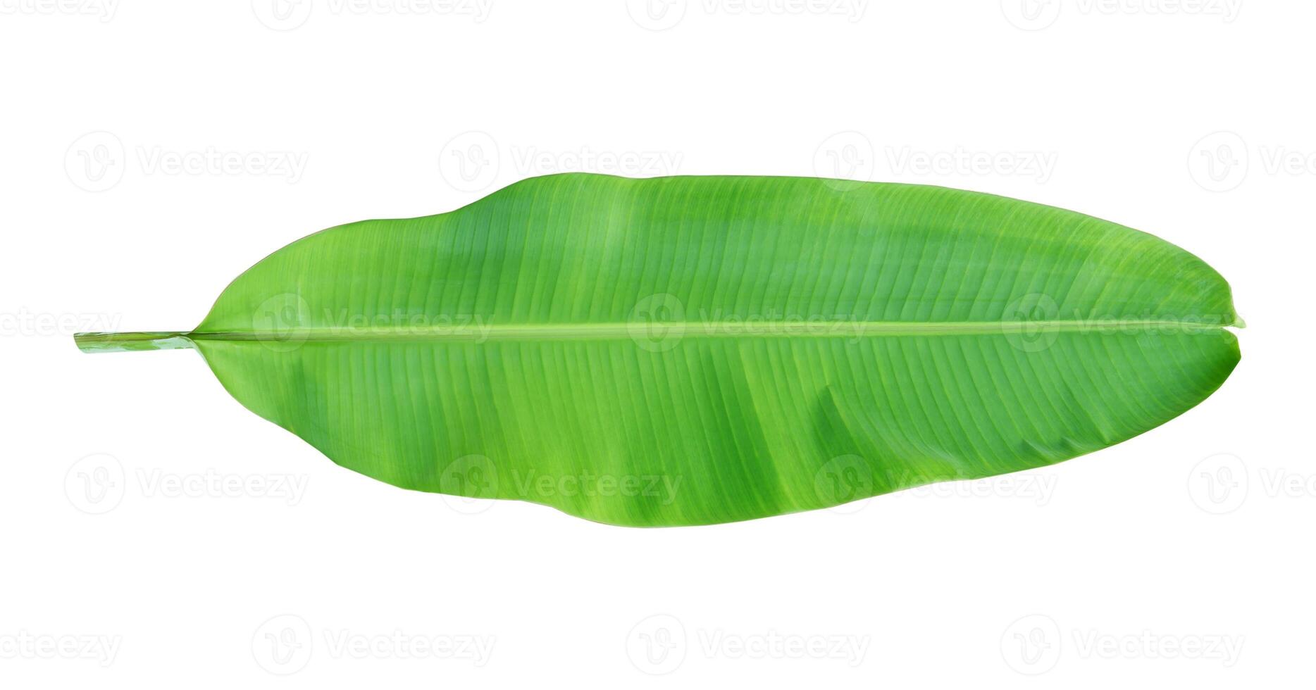 Young banana leaf on white background. photo