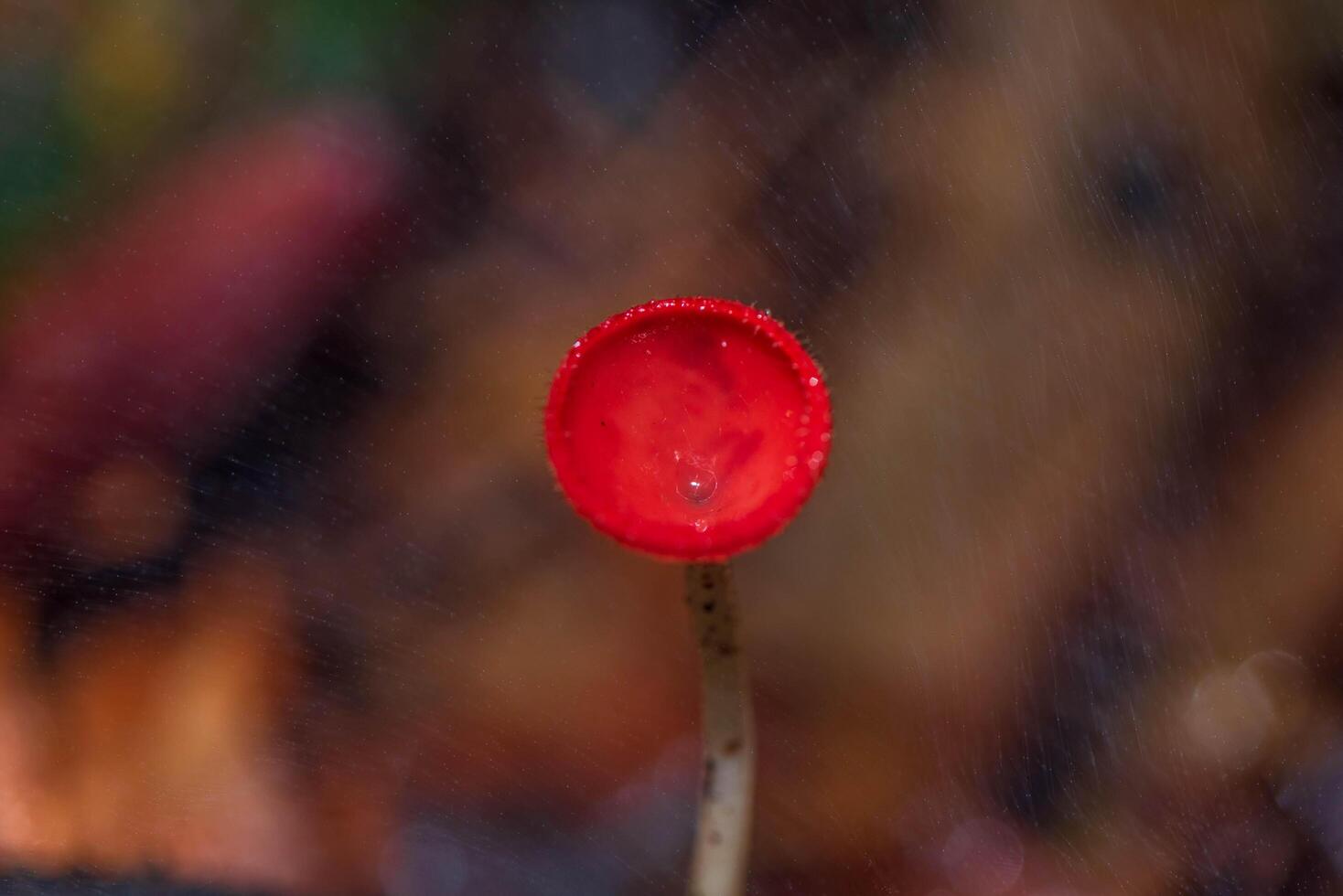 Fungi Cup or Pink Burn Cup Mushroom in the forest photo