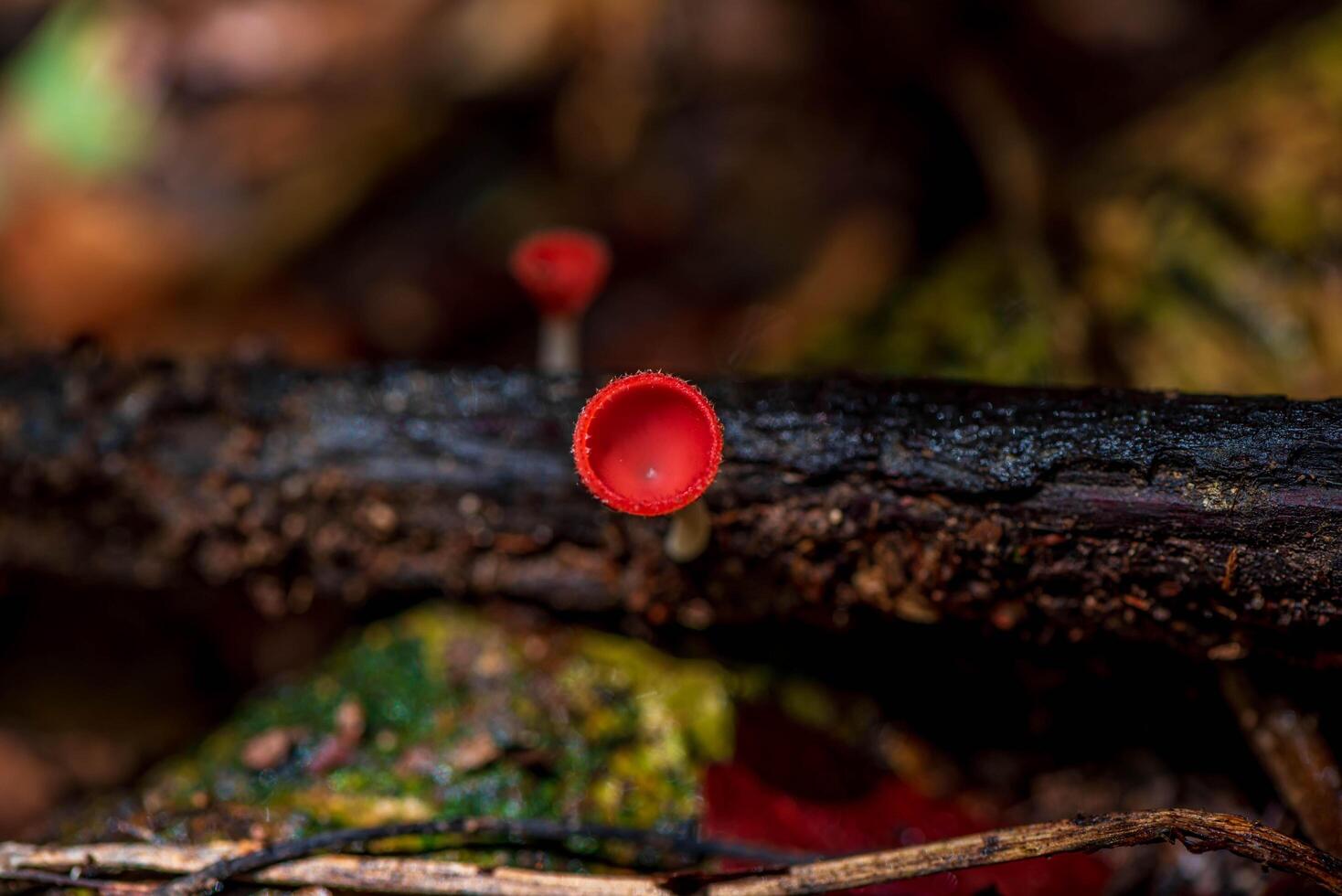 Fungi Cup or Pink Burn Cup Mushroom in the forest photo