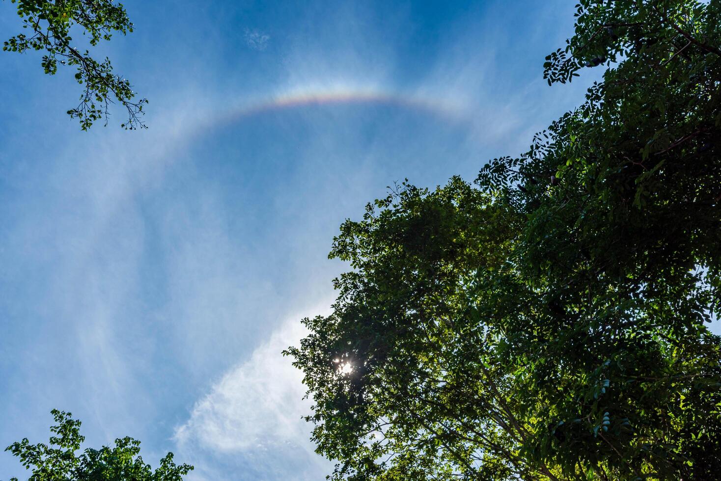 sun halo over the big tree in the blue sky photo