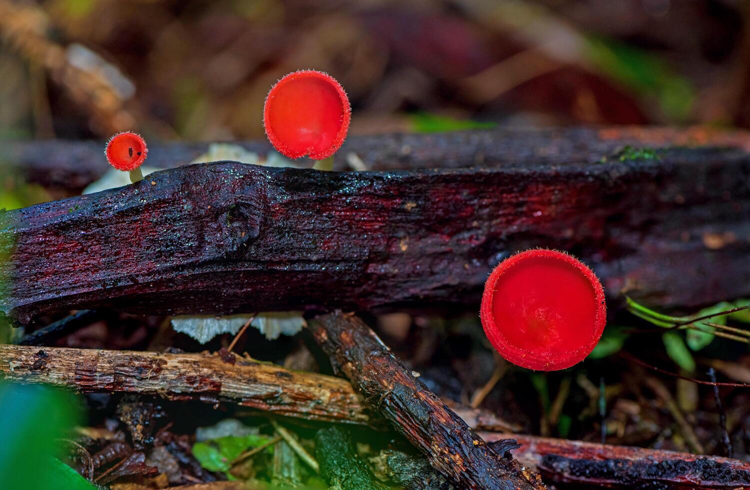 Fungi Cup or Pink Burn Cup Mushroom in the forest photo