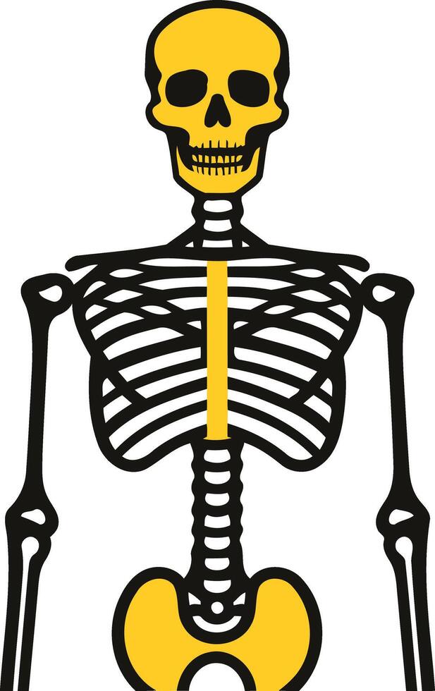 A simple yet effective illustration of a human skeleton with highlighted bone structures vector