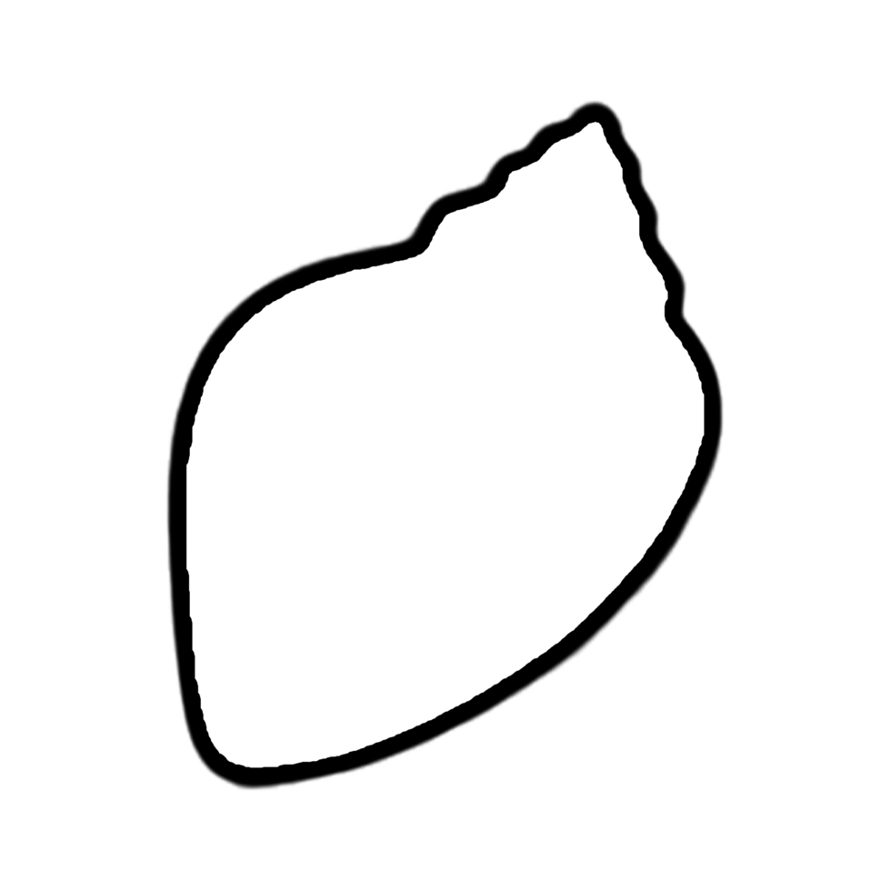 Seashell - Hand Drawn Shell - Shell Outline png