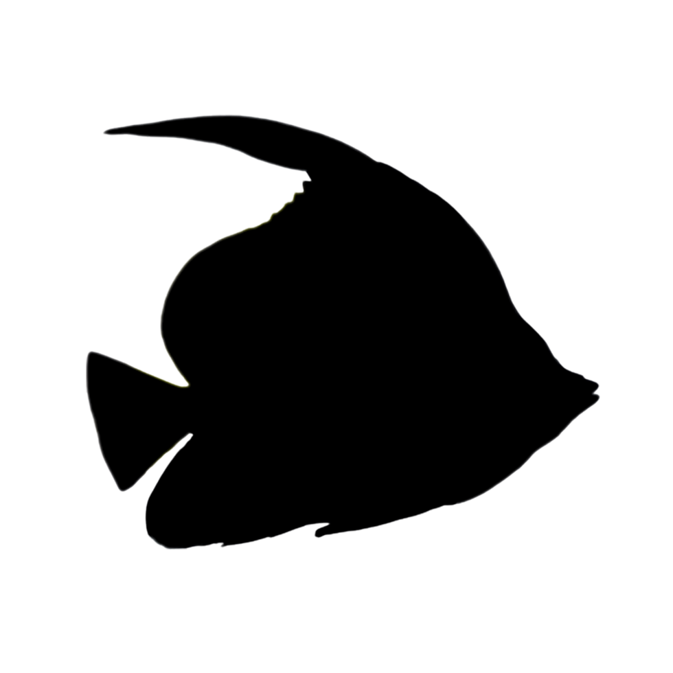 Fish Illustration - Hand Drawn Fish - Fish Outline png