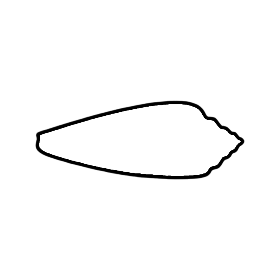 Seashell Outline - Shell Clipart- Hand Drawn Shell png