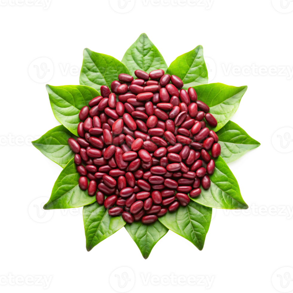 Dark Red Kidney Bean png