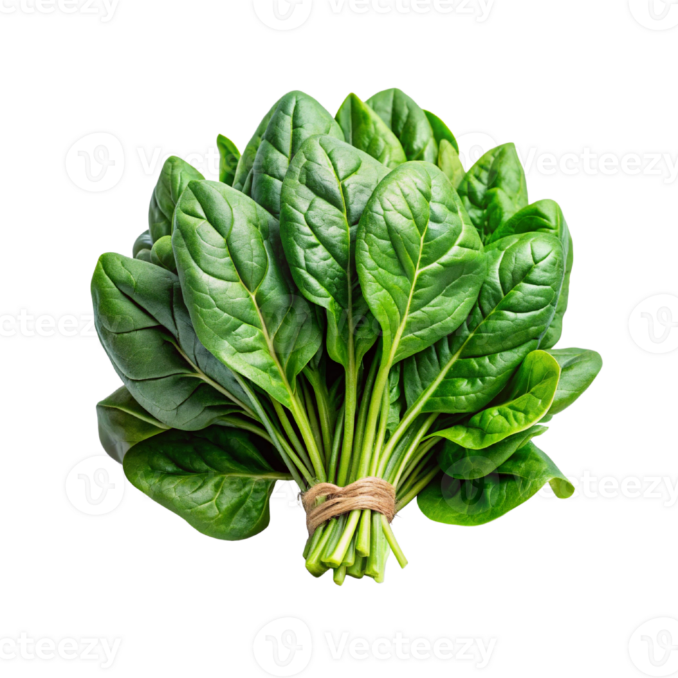 fresh spinach leaves png