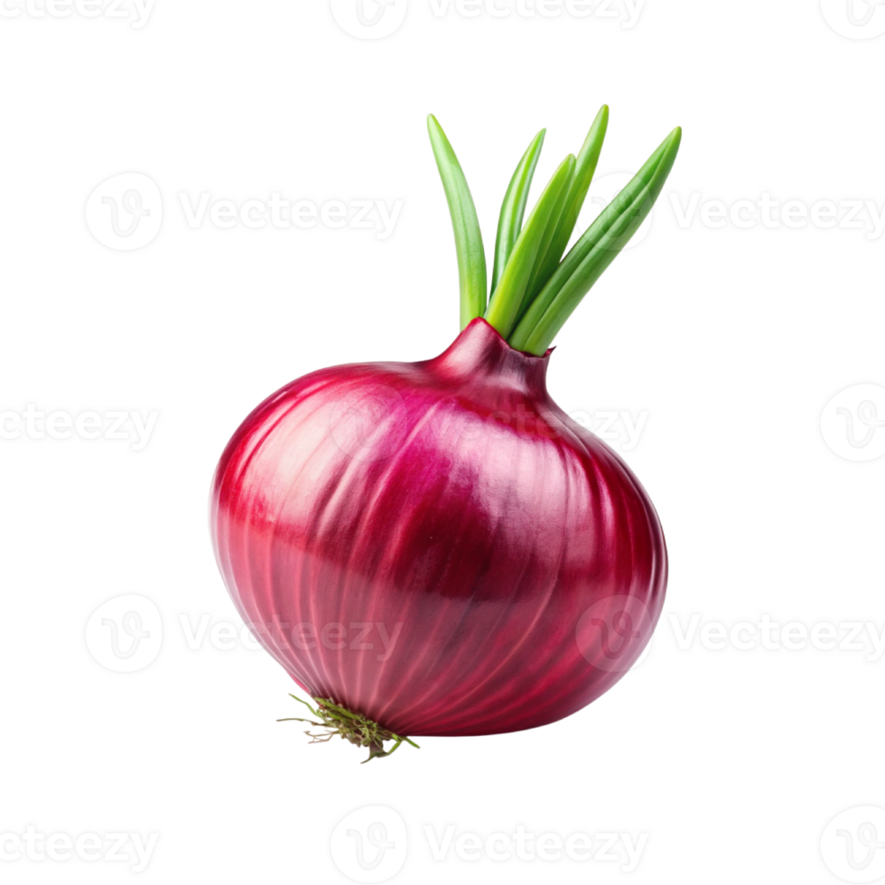 Fresh One red onion photo png