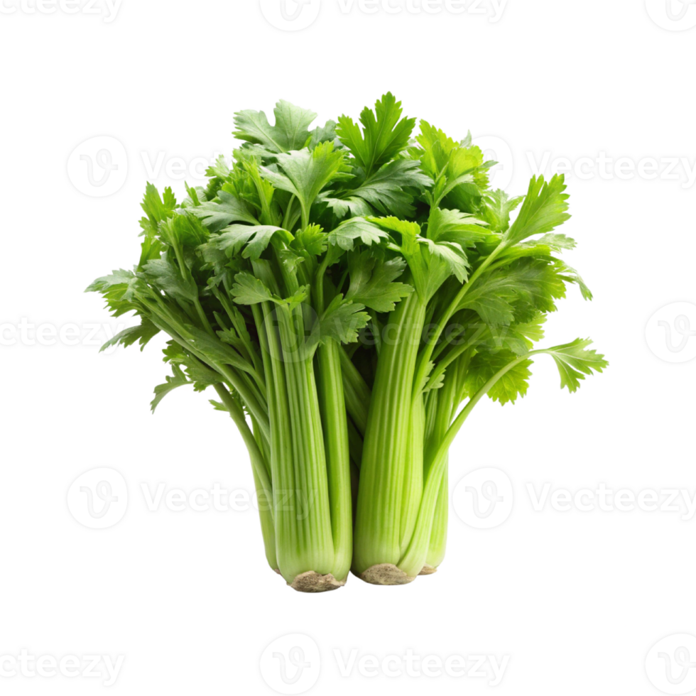 fresh celery isolated png