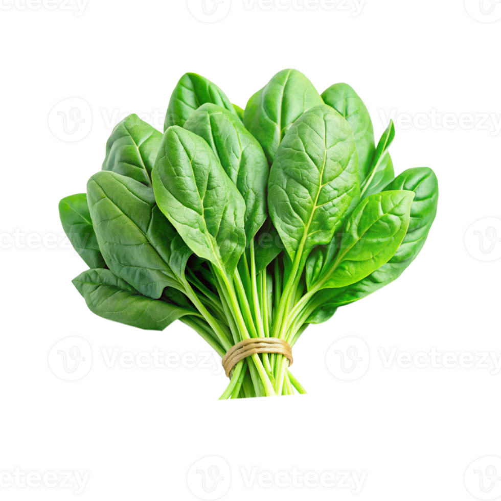 fresh green Spinach isolated png