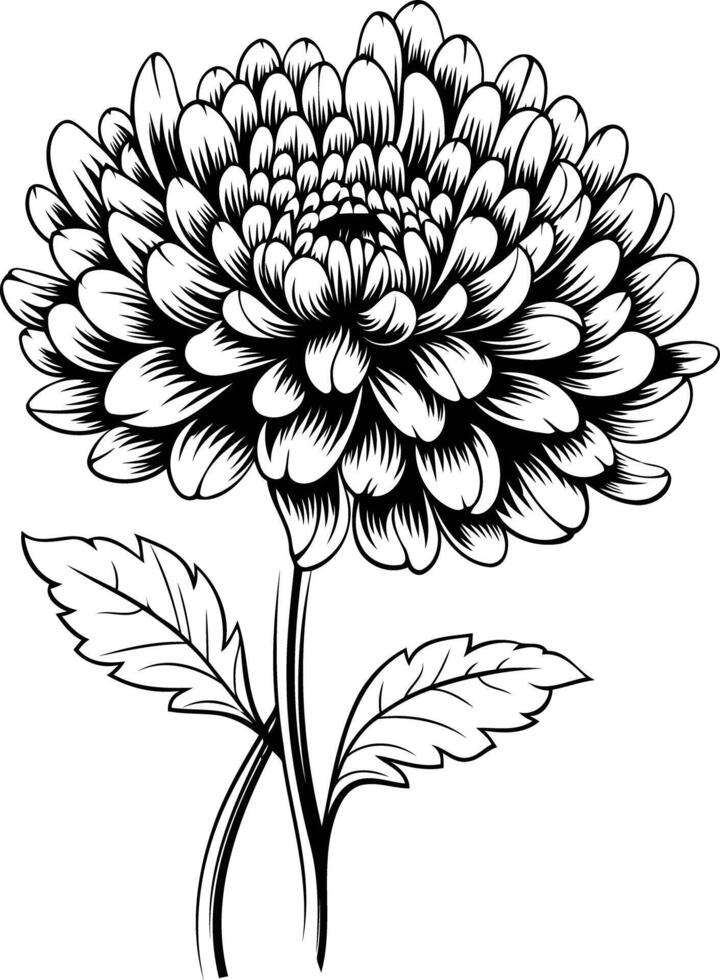 Black and white silhouette of a beautiful chrysanthemum flower, perfect for floral designs, invitations, and greeting cards vector