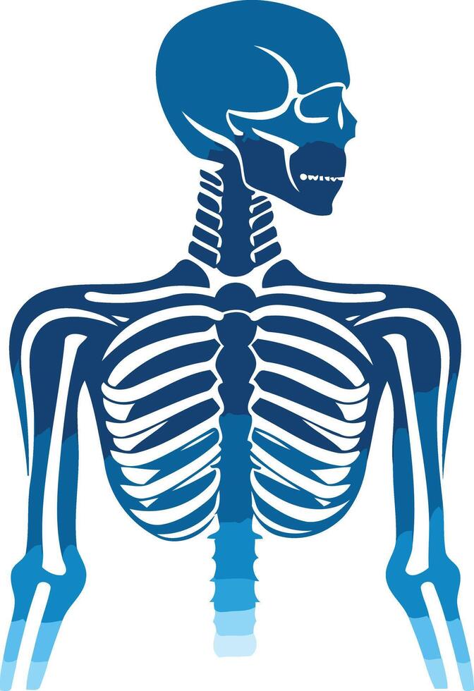 Blue silhouette of a human skeleton with a shaded gradient vector