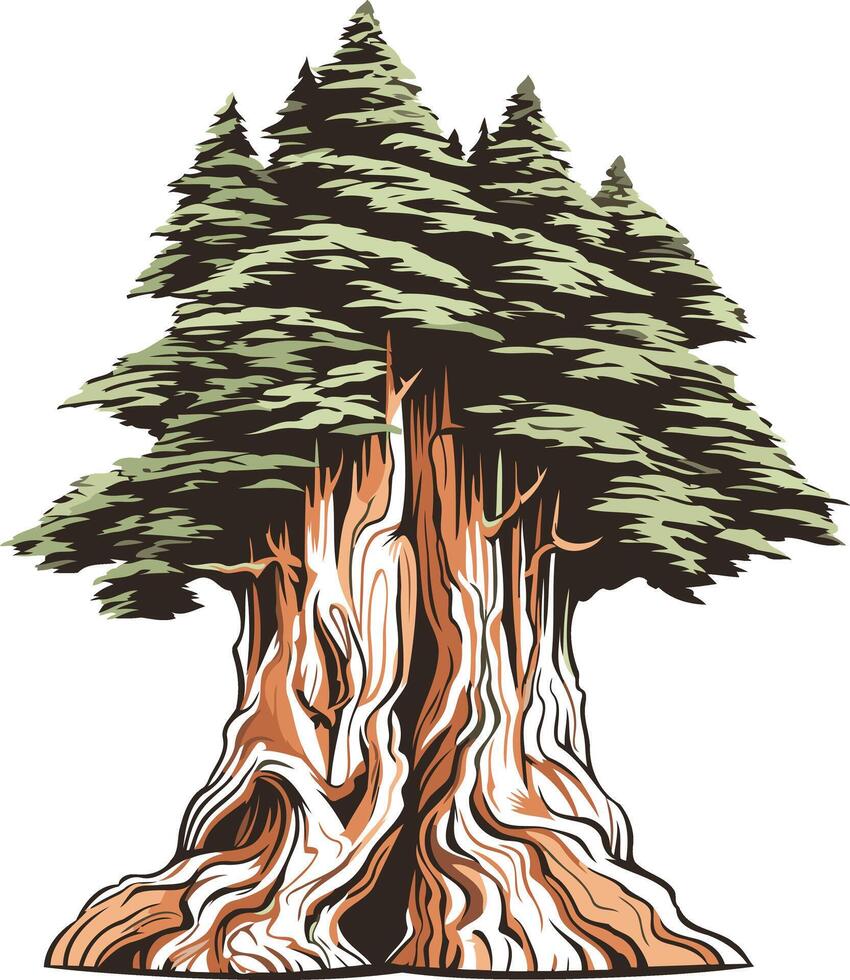 A Detailed Illustration of a Majestic Redwood Tree vector