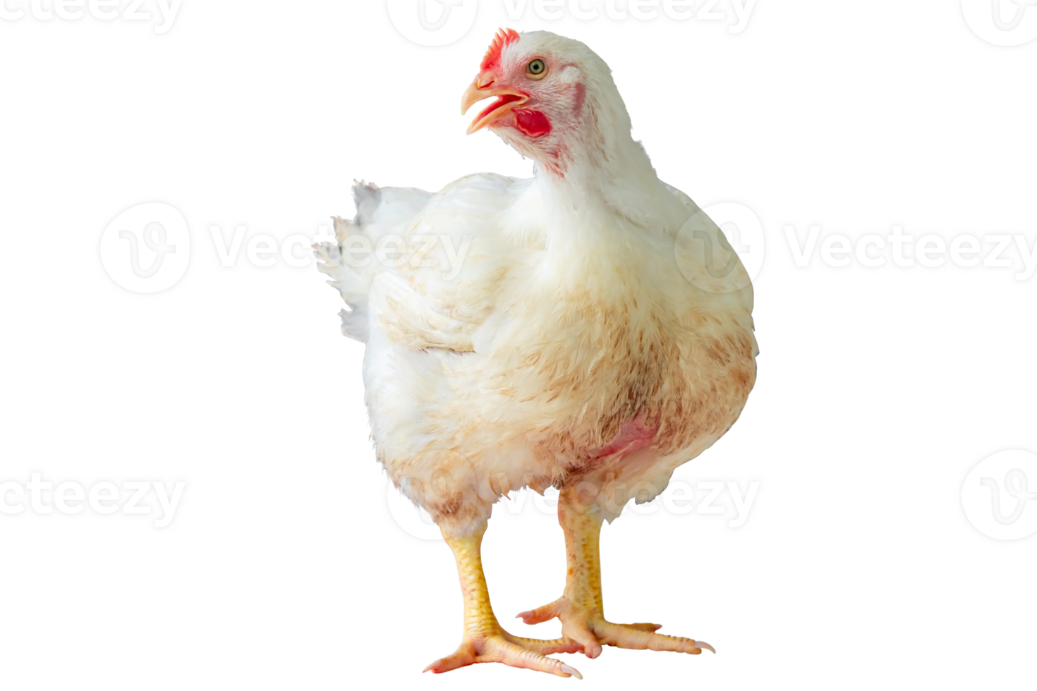 White chicken standing in smart poultry farming business, chicken is economic animals in closed system farm, Livestock, isolated on white background with clipping path png