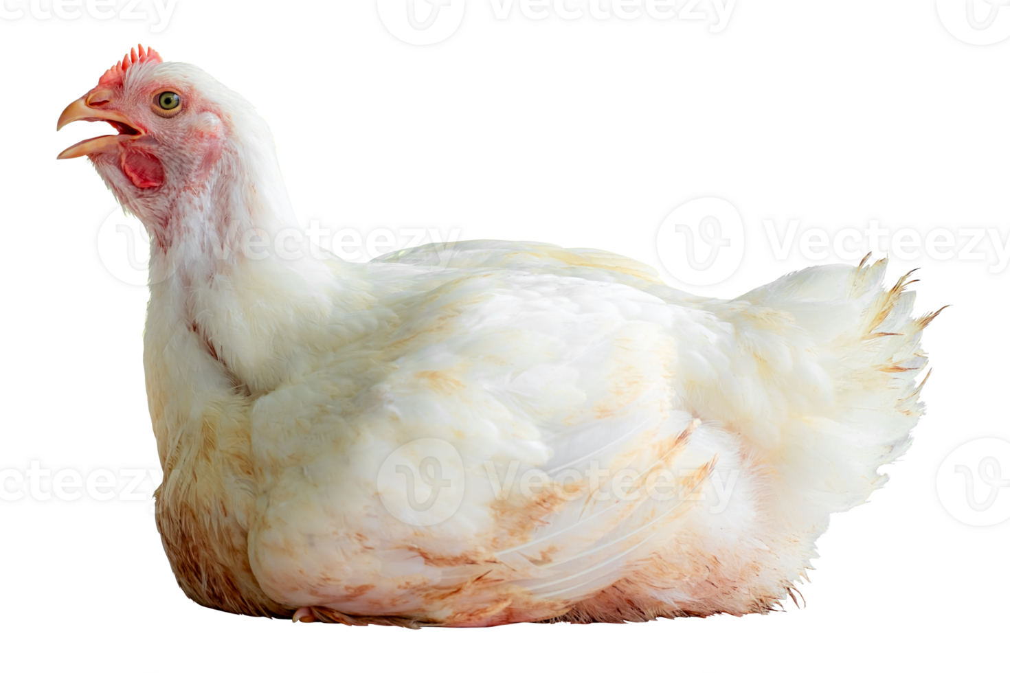 White chicken in smart poultry farming business, chicken is economic animals in closed system farm, Livestock, isolated on transparent background, File png