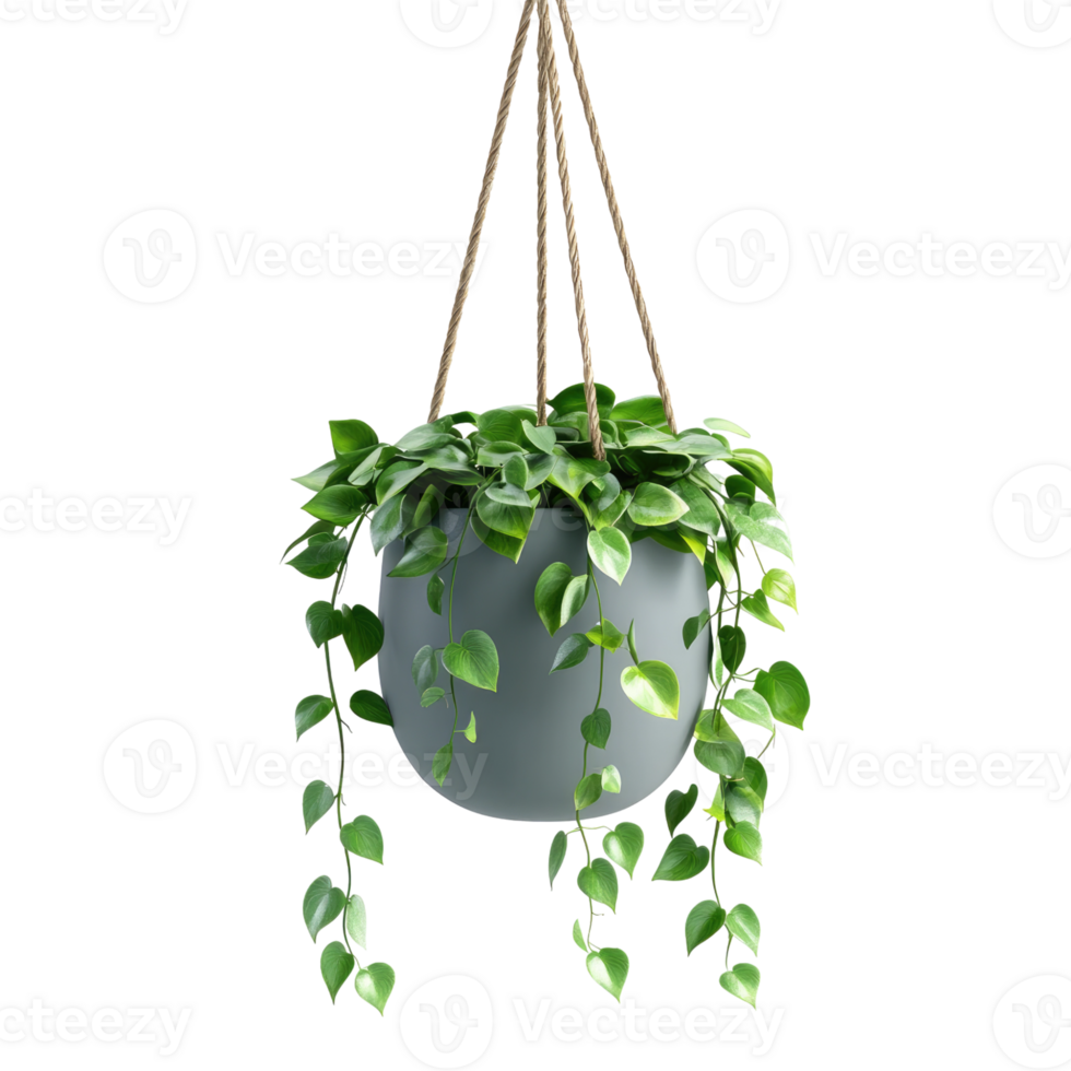 3d illustration of hanging plant pot isolated on transparent background png