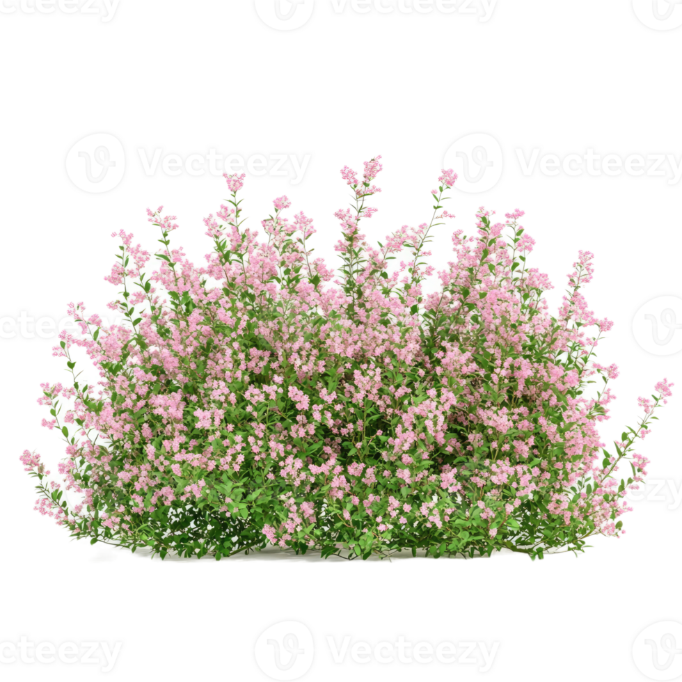 Spiraea douglasii bush isolated on transparent background png