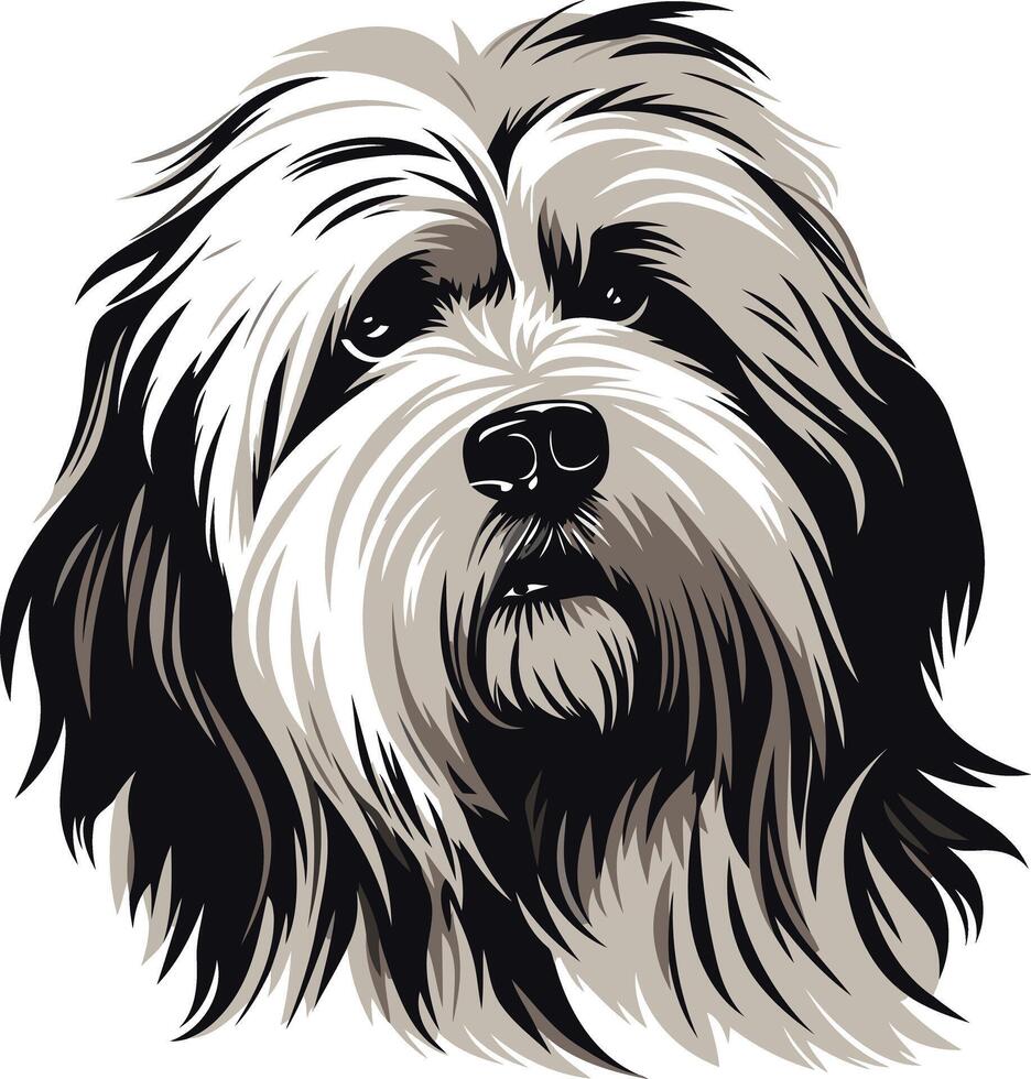 Portrait of a Bearded Collie vector