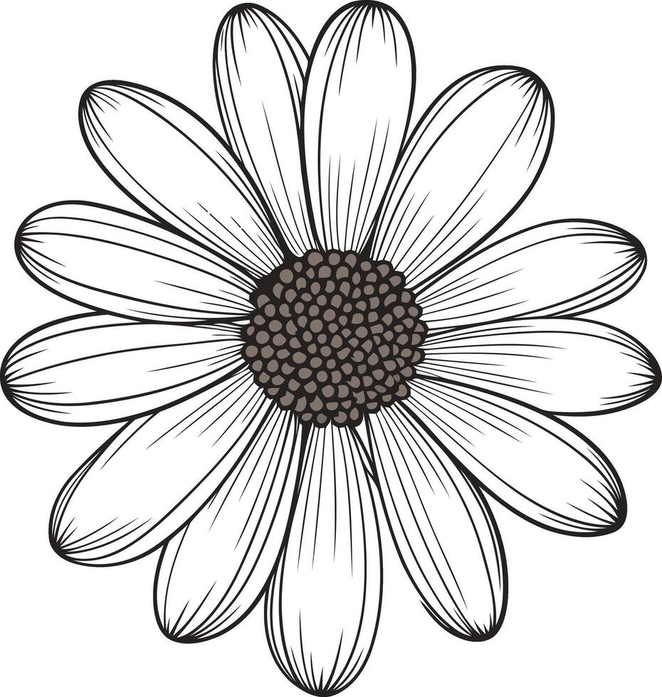 Line Drawing of a Daisy vector