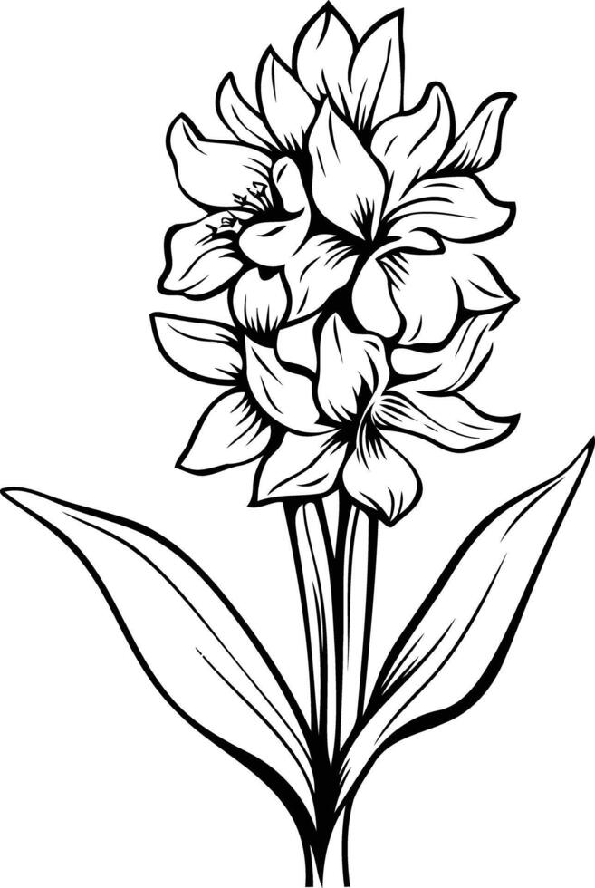Elegant line drawing of a hyacinth flower, perfect for botanical illustrations, tattoos, or floral designs vector