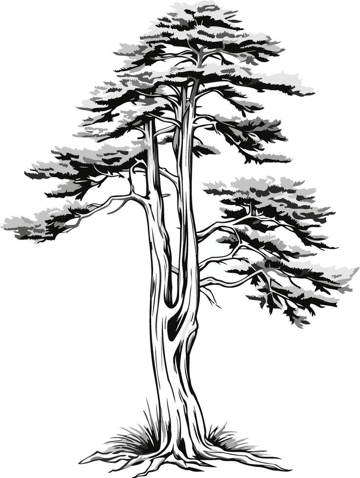 Detailed Black and White Illustration of a Pine Tree vector