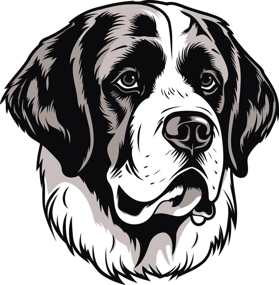 Portrait of a Saint Bernard Dog vector