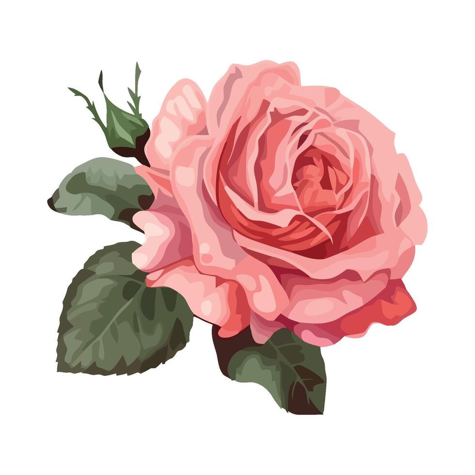 Pink rose flower illustration isolated on white background vector