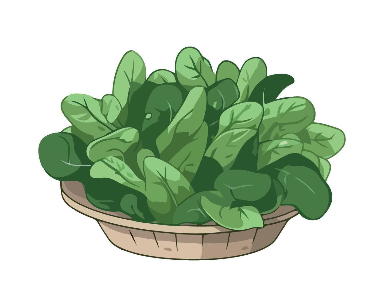 Spinach in a basket illustration vector