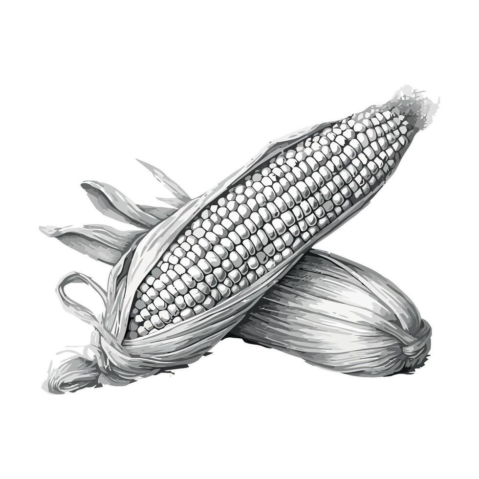 Corn on the cob vector