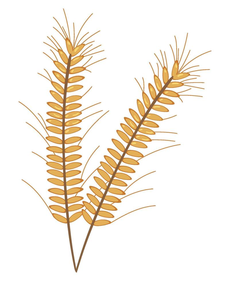 A wheat plant on a white background vector