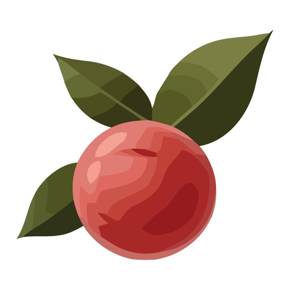 A peach with leaves on it is shown vector