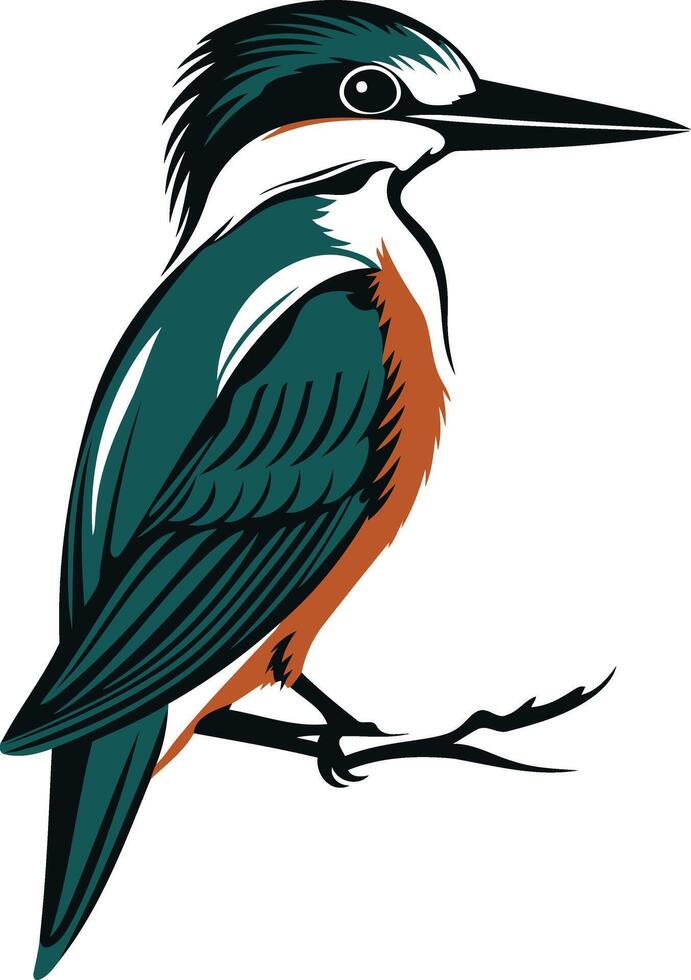 Teal and Orange Kingfisher Perched on Branch vector
