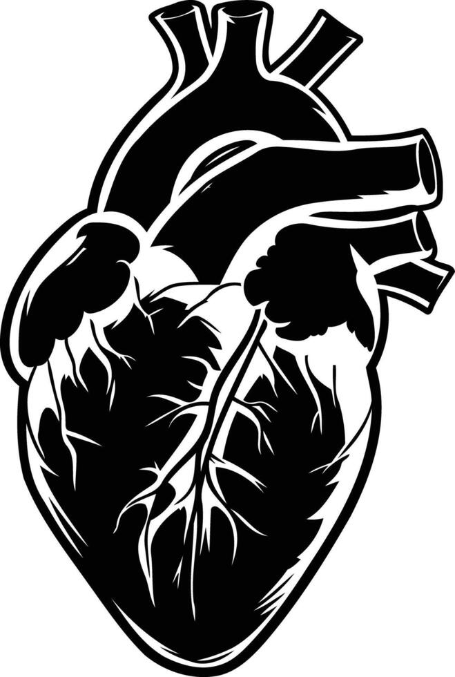 A detailed black and white illustration of a human heart, perfect for medical or anatomical designs vector