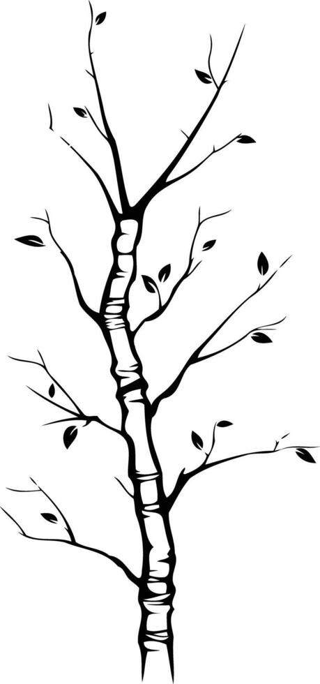 Simple, elegant silhouette of a birch tree with small leaves vector